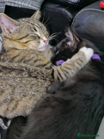 Mixed Breed cats - Advert 5