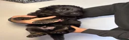 German Shepherd dogs for sale: 🐾 Beautiful German Shepherd Puppies 🐾 - Advert 17