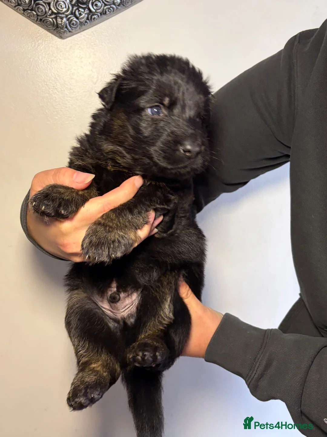 German Shepherd dogs for sale: 🐾 Beautiful German Shepherd Puppies 🐾 - Advert 17