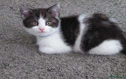 Mixed Breed cats for sale: British shorthaired mixed breed kittens - Image 6