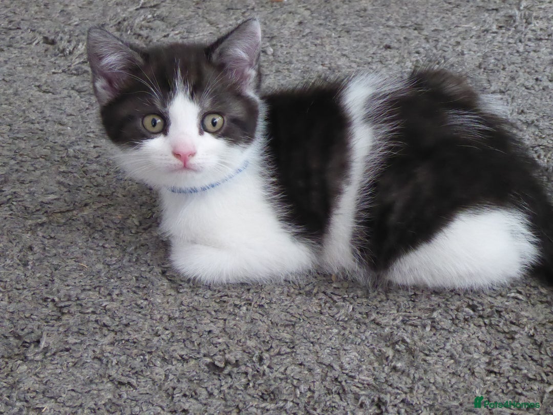 Mixed Breed cats for sale: British shorthaired mixed breed kittens - Image 6