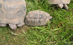 Tortoise reptiles for sale: Baby Hermann & Spur-thigh Tortoises for sale - Image 10