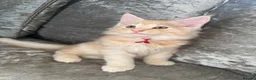 Maine Coon cats for sale: Pure mainecoon kittens DNA health tested parents.  - Advert 4