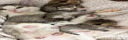 Mixed Breed cats for sale: Beautiful Bengal Cross Maine Coon Babies  in Andover - Advert 14