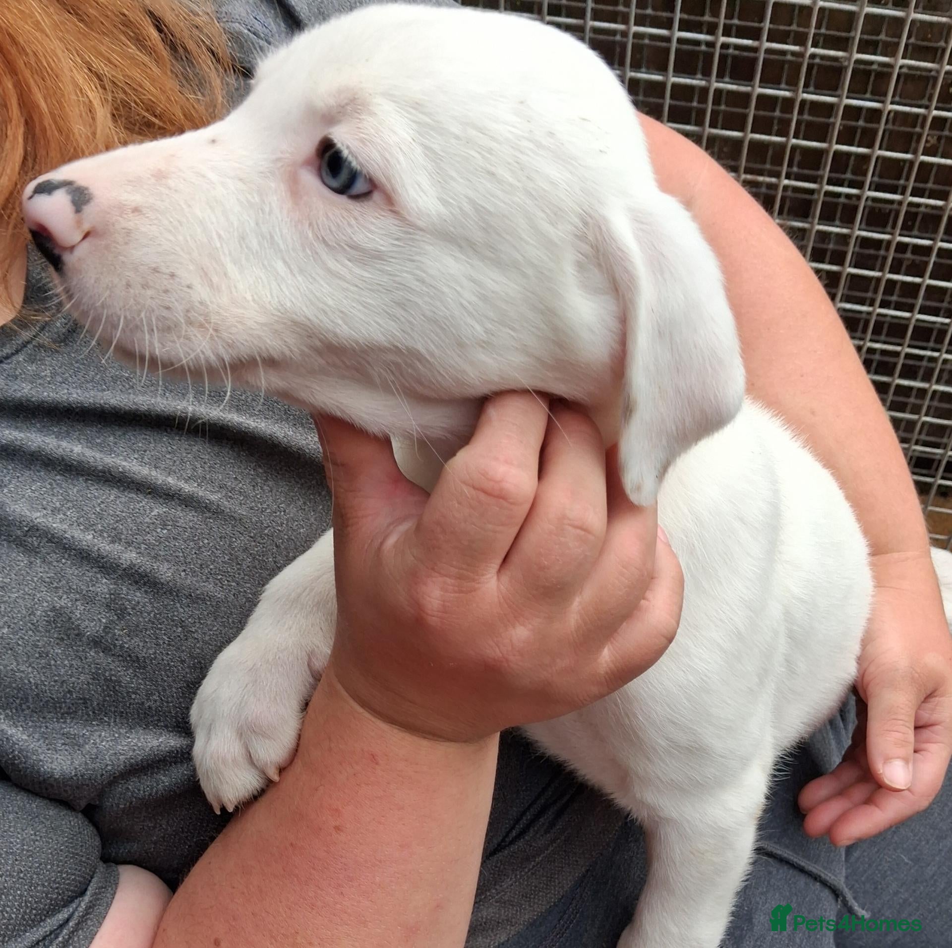 Lurcher dogs Beautiful well bred lurcher puppies - Advert 4