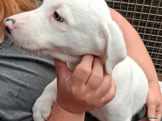 Lurcher dogs Beautiful well bred lurcher puppies - Advert 4