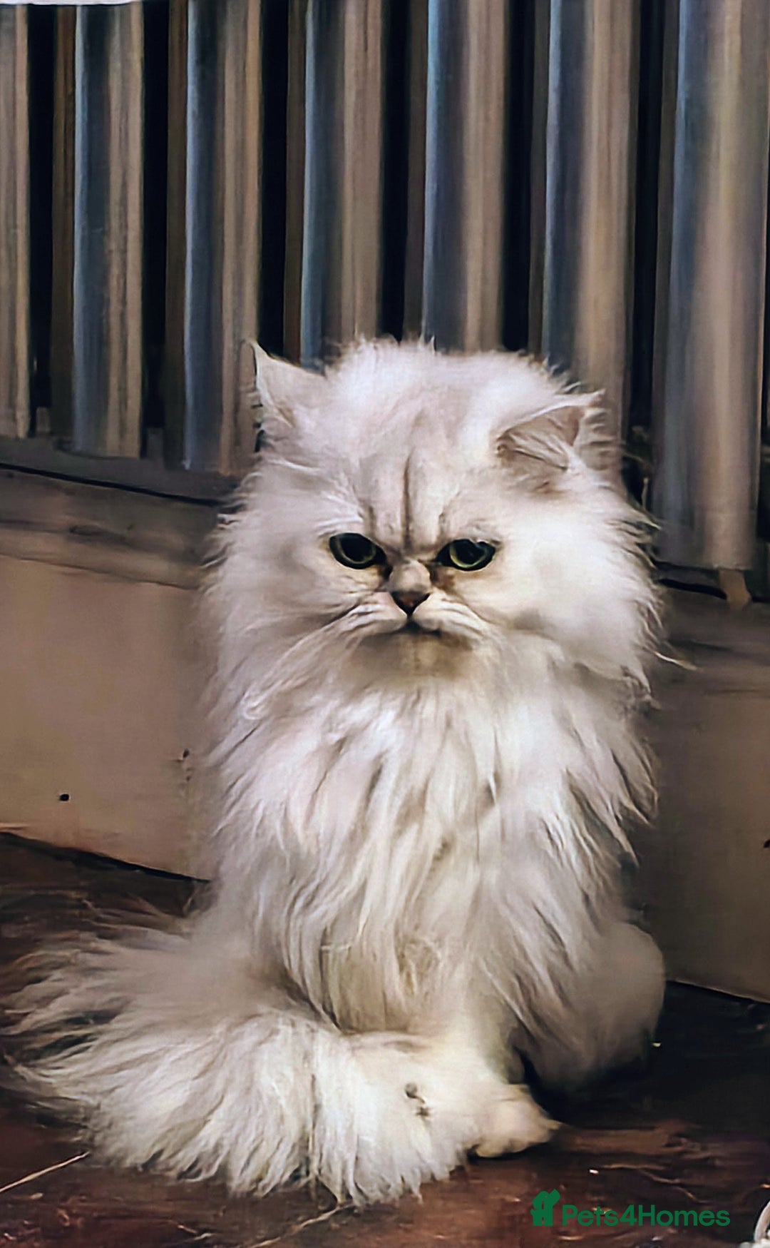 Persian cats for sale: 🍀Shaded Silver girl gentle and affectionate - Advert 2