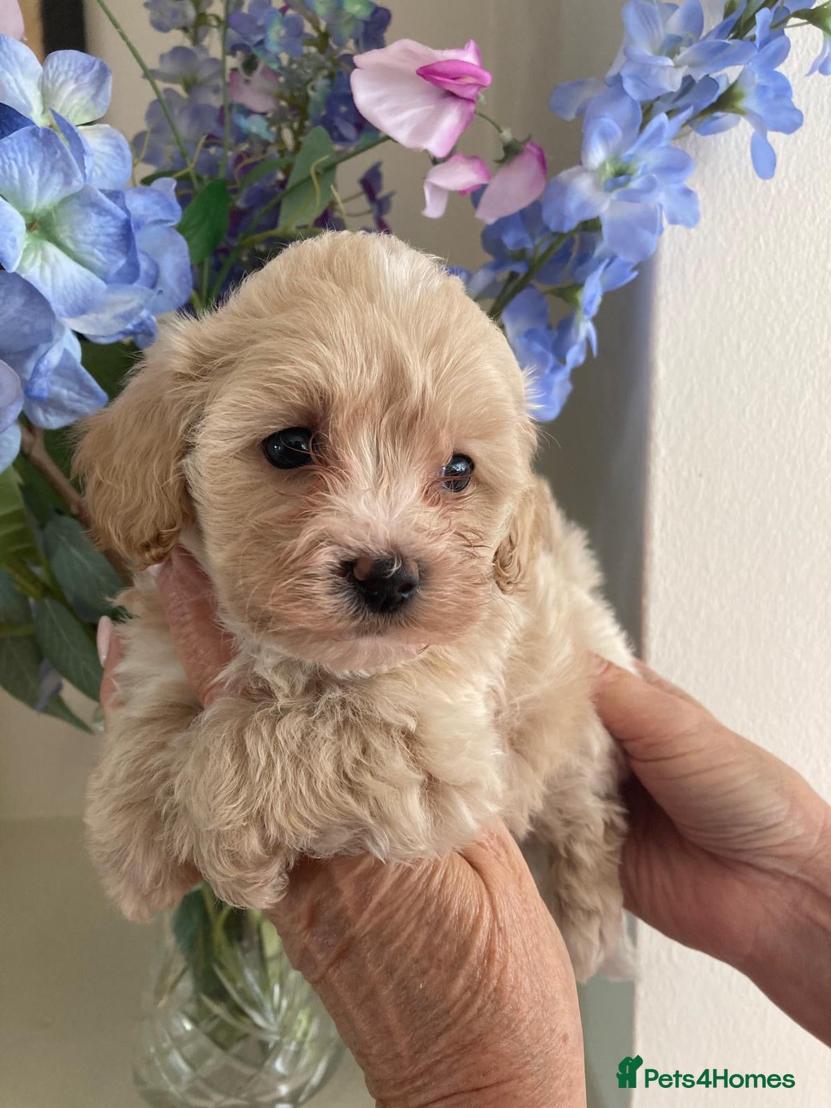 Maltipoo dogs BEAUTIFUL MALTIPOO F1 PUPPY GIRL - Advert 5