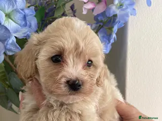 Maltipoo dogs BEAUTIFUL MALTIPOO F1 PUPPY GIRL - Advert 16