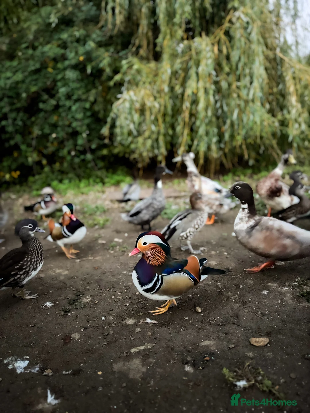 Mixed Breed birds for sale: Mandarin ducks - Advert 2