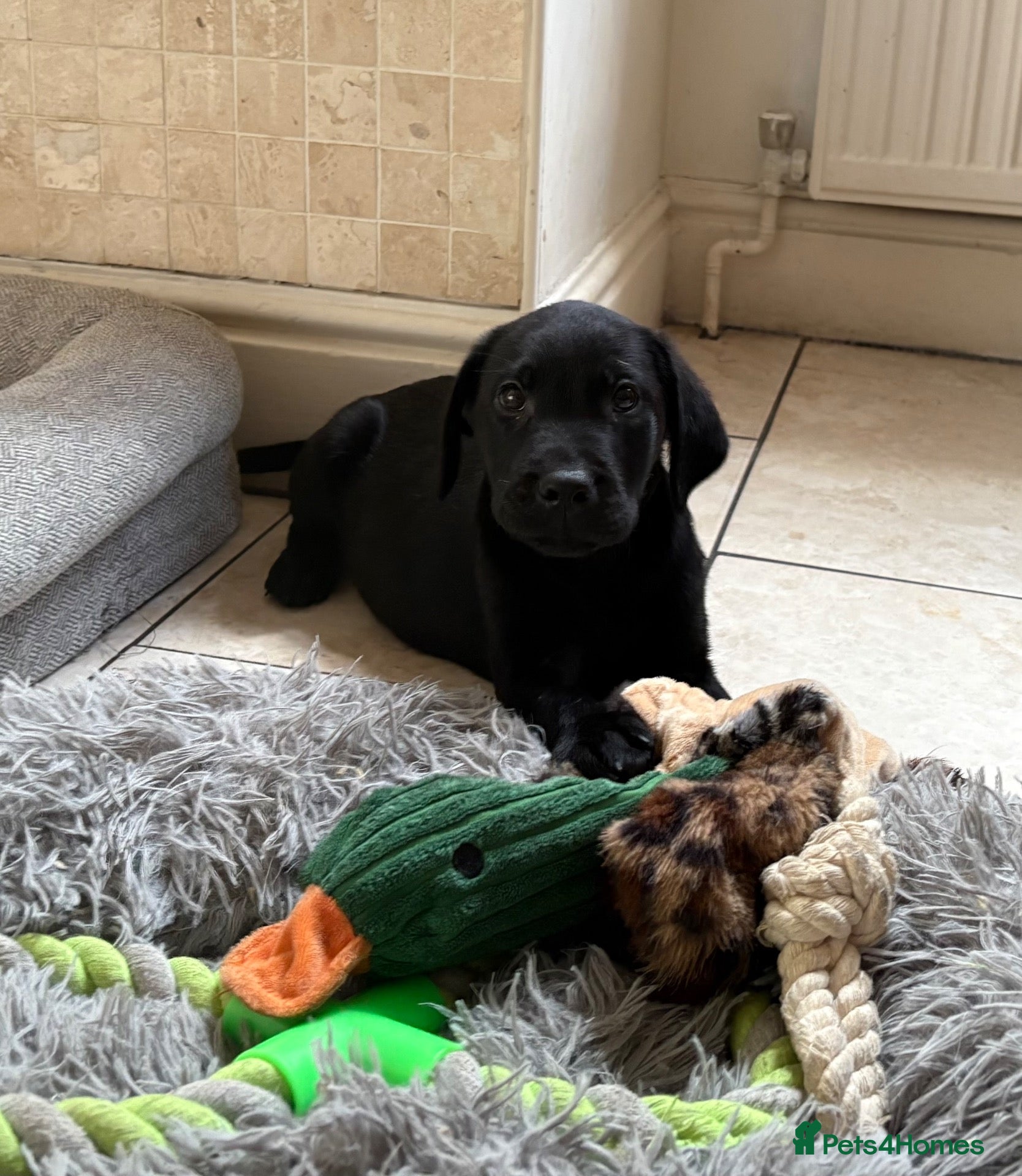 Labrador Retriever dogs Health Tested IGL Champion Bred Labrador Puppies  - Advert 2