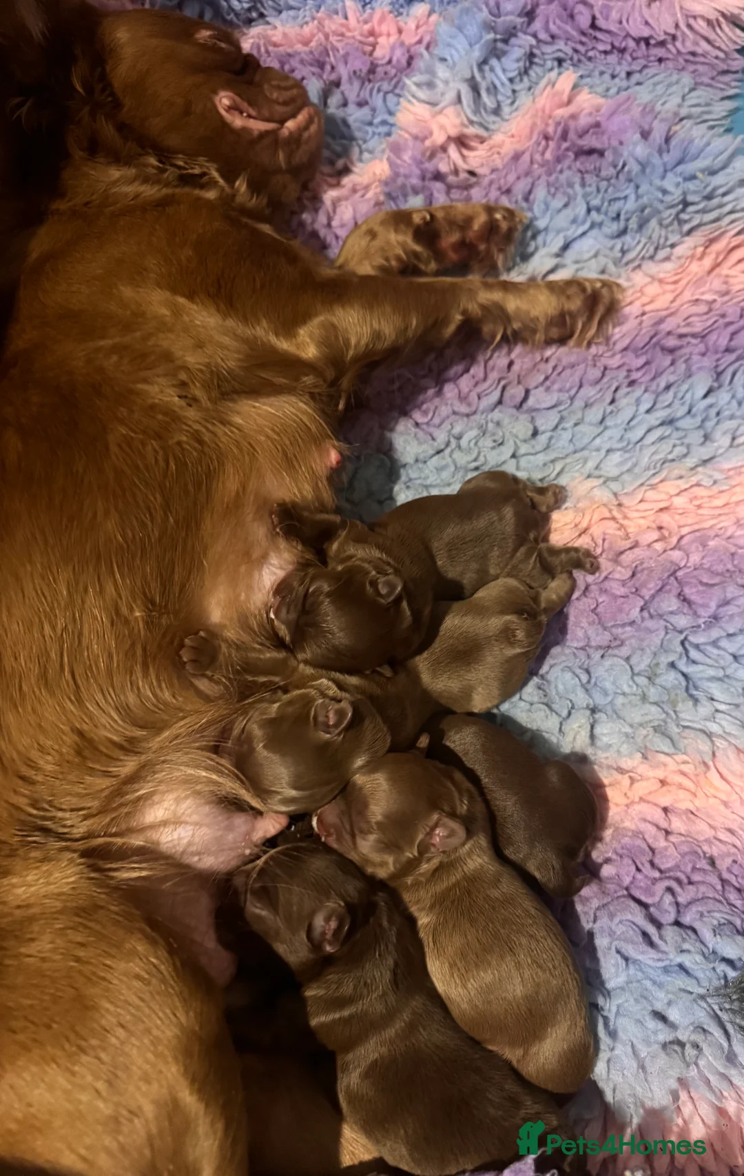 French Bulldog dogs for sale: Chocolate fluffy delights  in Llanelli - Advert 2