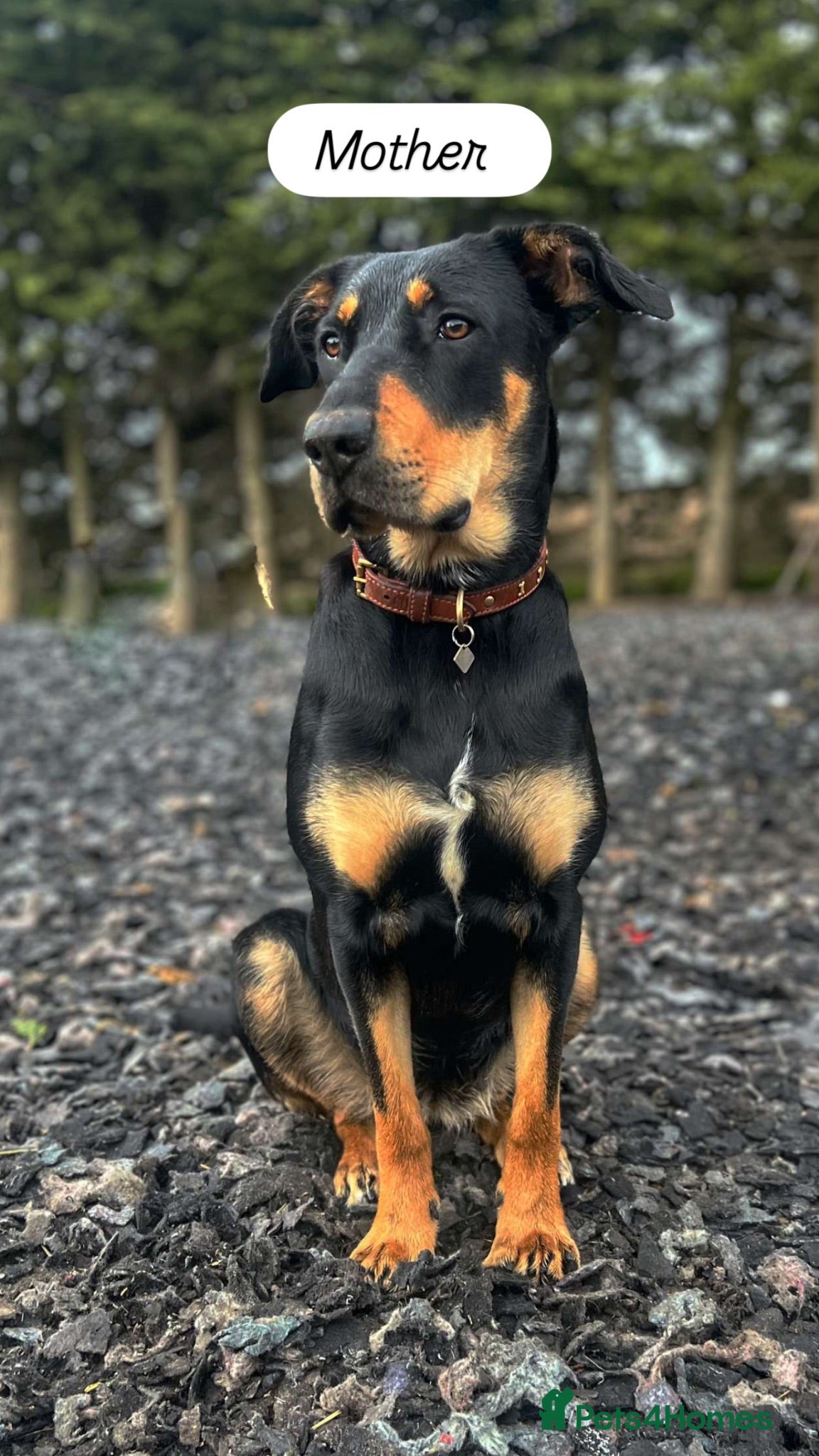 Mixed Breed dogs Stunning Doberway puppies ✨ - Advert 2