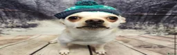 Chihuahua dogs for sale: Chihuahua dog sale  - Advert 3