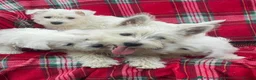 West Highland Terrier dogs for sale: KC AND HEALTH TESTED WEST HIGHLAND PUPPIES in Hyde - Advert 3