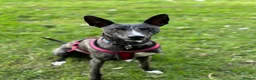 Lurcher dogs for adoption: Splash - Advert 6