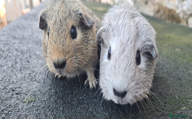 Guinea Pig rodents - Advert 9