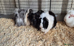 Guinea Pig rodents for sale: Female guinea pigs  - Image 1
