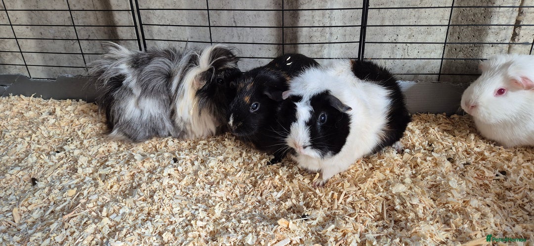 Guinea Pig rodents for sale: Female guinea pigs  - Image 1