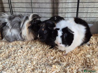 Guinea Pig rodents - Advert 3