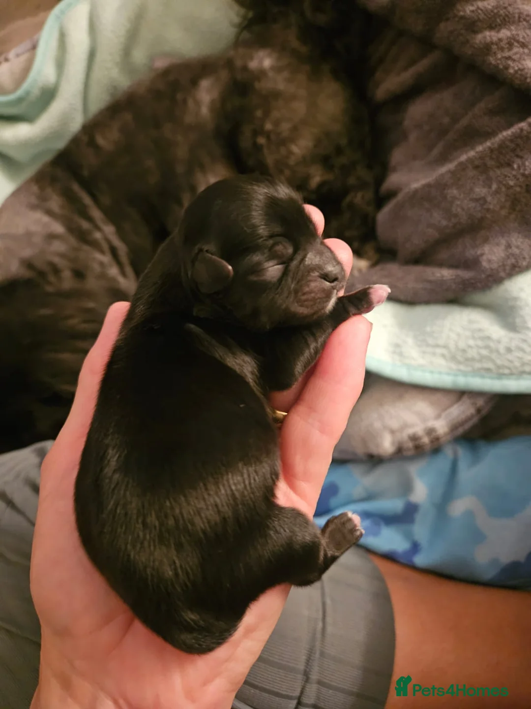 Lhasa Apso dogs for stud: Gorgeous proven pedigree Lhasa Apso for stud in Pontefract - Advert 19