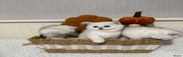 British Shorthair cats for sale: Exceptional Pedigree Silver British shorthairs 🩶 - Advert 6