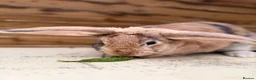 Mixed Breed rabbits for sale: Luss - Spayed and vaccinated  - Advert 5