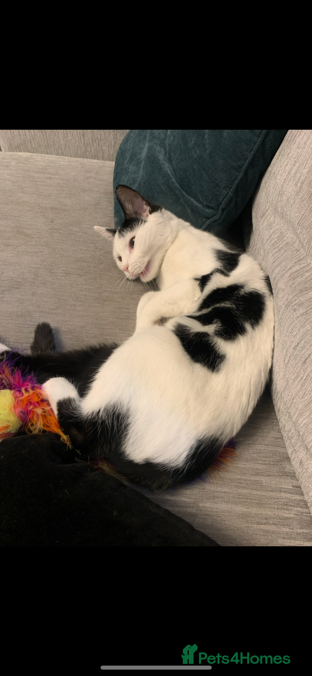 Domestic Shorthair cats for sale: Free to a loving home  - Image 2