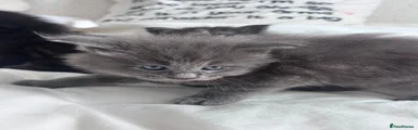 Maine Coon 3