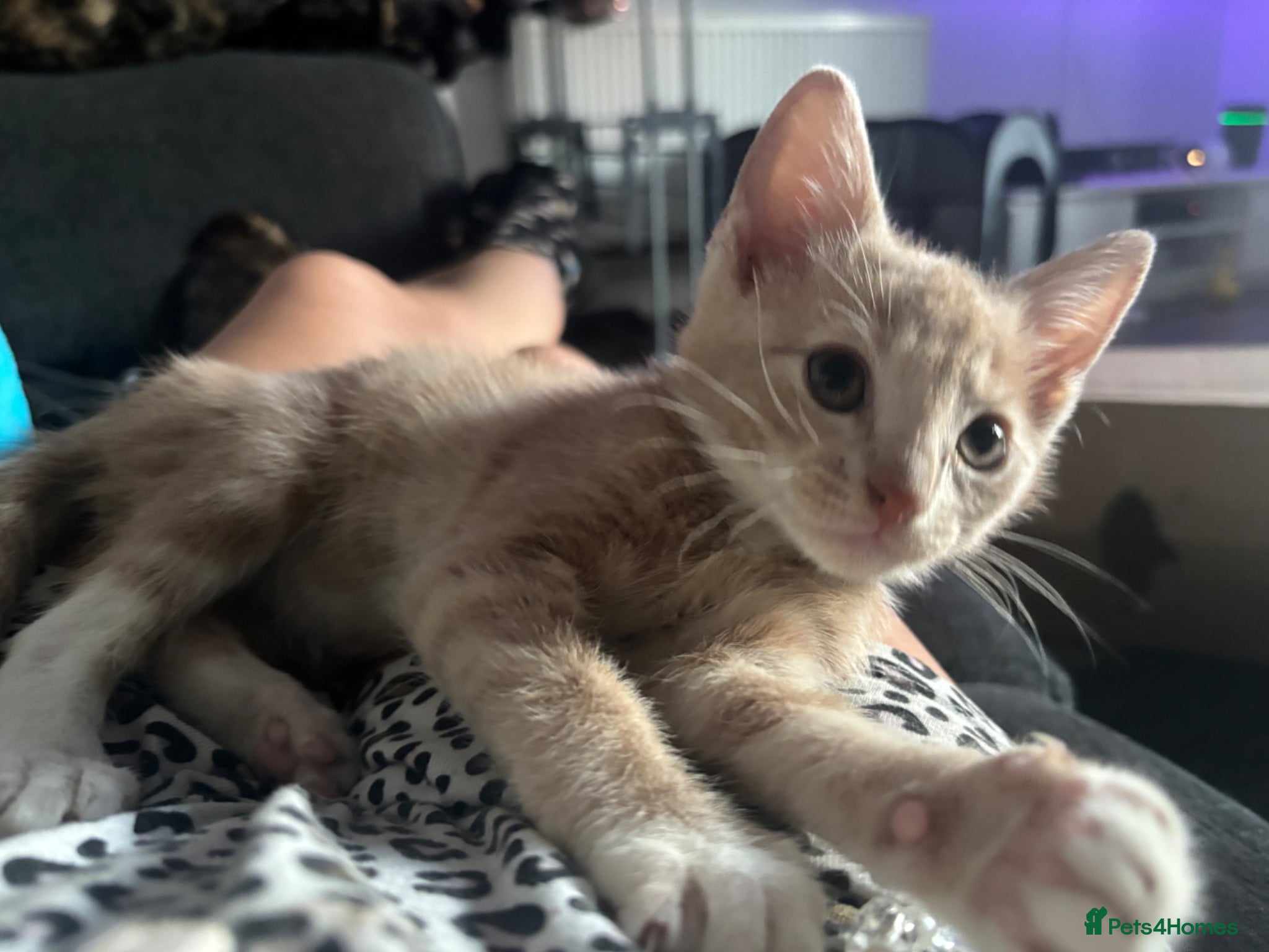 Mixed Breed cats LAST MALE KITTEN FOR SALE CREAM AND WHITE💙💙 - Advert 3