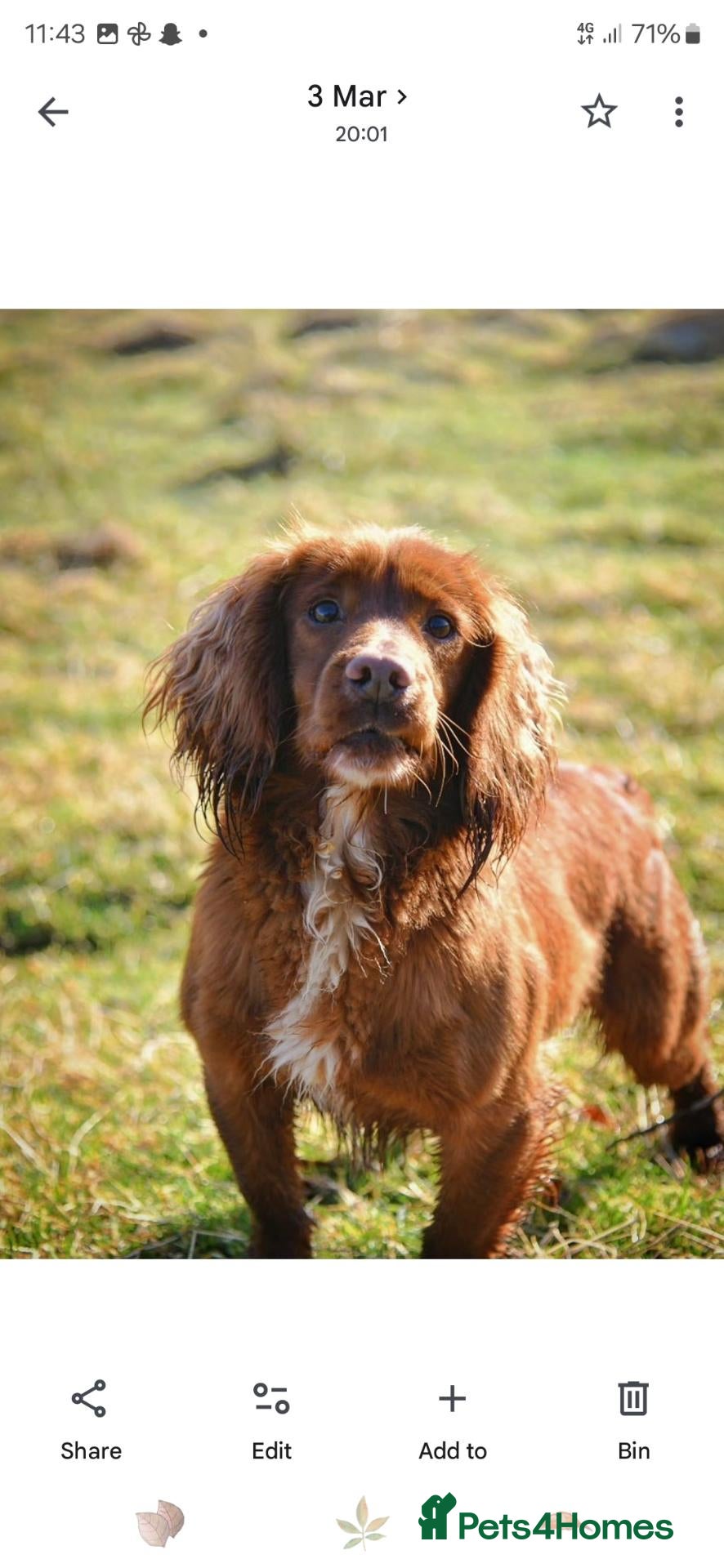 Cocker Spaniel dogs for sale: KC Working Cocker spaniel puppies - Advert 2