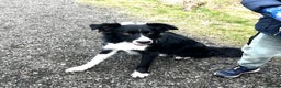 Border Collie dogs for sale: Border Collies looking for a new loving home - Advert 3