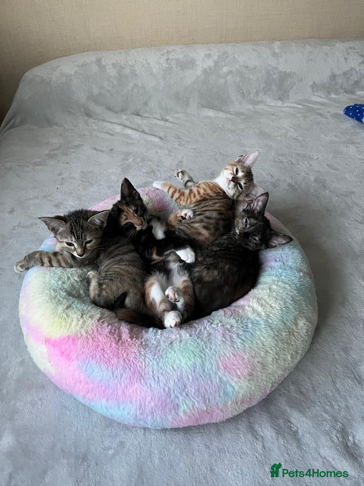 Mixed Breed cats 6 lovely female kittens.  - Advert 1