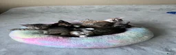 Mixed Breed cats for sale: 6 lovely female kittens.  - Advert 1