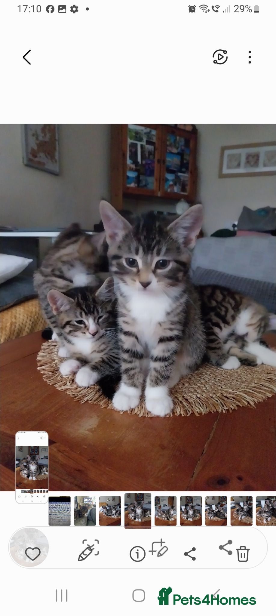 Mixed Breed cats Tubby kitten - Advert 2