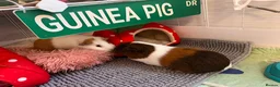 Guinea Pig rodents for sale: Two Bonded Female Piggies in Bridgwater - Advert 1