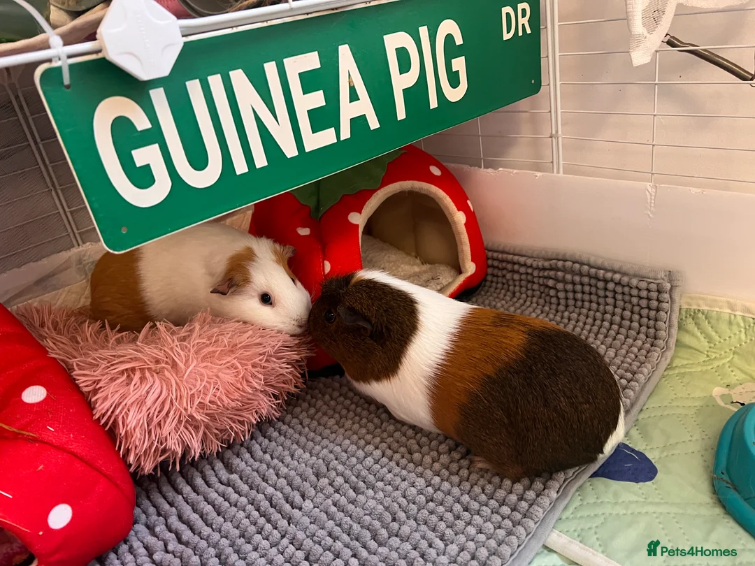 Guinea Pig rodents for sale: Two Bonded Female Piggies in Bridgwater - Advert 1