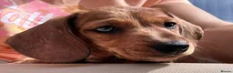 Miniature Dachshund dogs for sale: Miniature dachshund puppies - Ready Now!   - Advert 12
