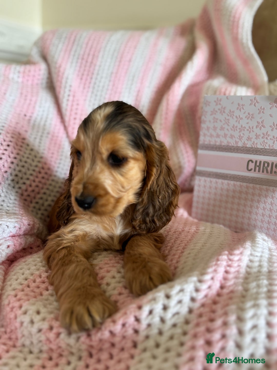 Cocker Spaniel dogs for sale: Last 2 boys fully vaccinated health checked  - Image 15