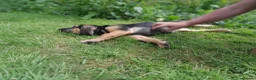 Bloodhound dogs for sale: Bloodhound Puppies - Advert 5