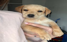 Labrador Retriever dogs for sale: Beautiful 8-Week Labrador Puppy – Loving & Calm - Image 1
