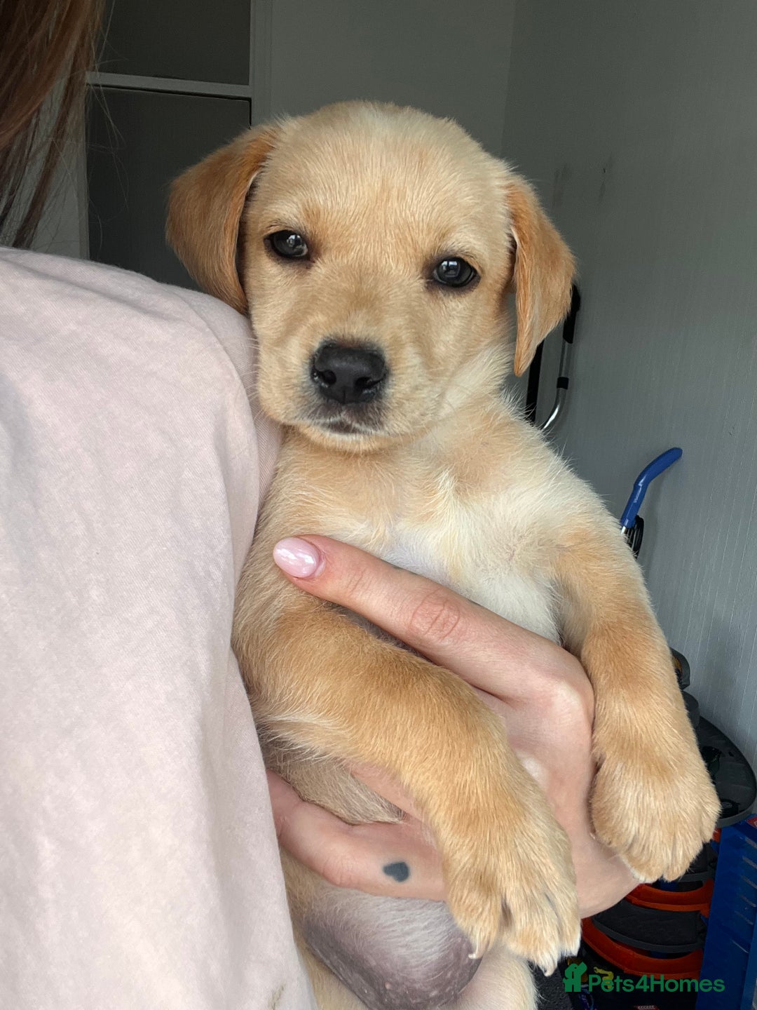 Labrador Retriever dogs for sale: Beautiful 8-Week Labrador Puppy – Loving & Calm - Image 1