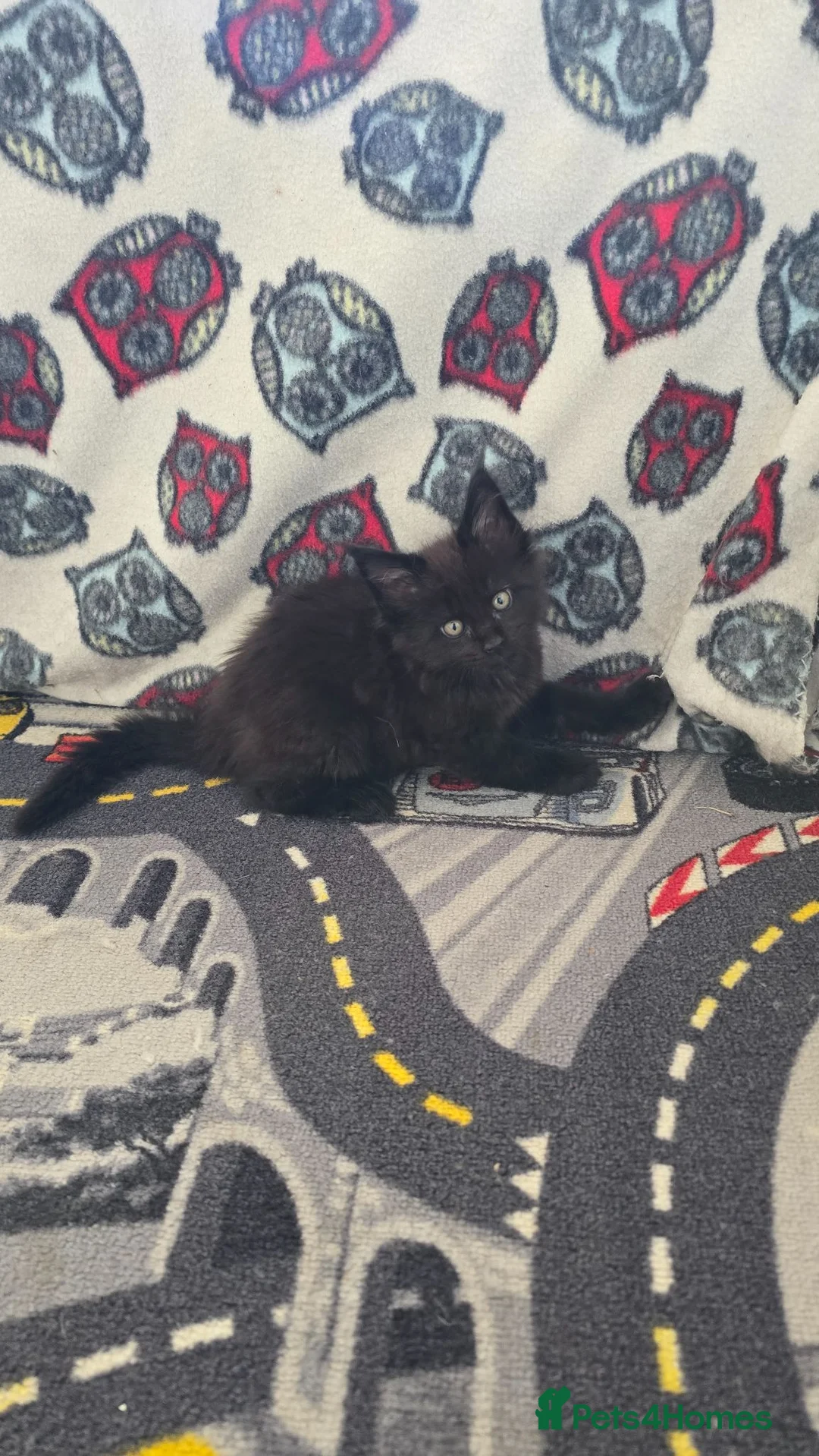 Maine Coon cats for sale: ✨ Stunning Maine Coon Babies ✨ - Advert 2