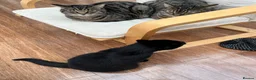 Mixed Breed cats for sale: 4 adult cats for sale/adoption - 2 boys, 2 girls  in Glossop - Advert 18