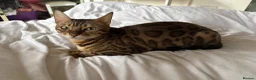 Bengal cats for sale: Adorable Kittens  - Advert 1