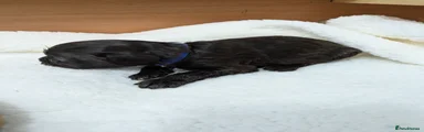 Cockapoo 1