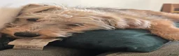 Jackapoo dogs for sale: Jackapoo puppies 🐶  - Advert 2