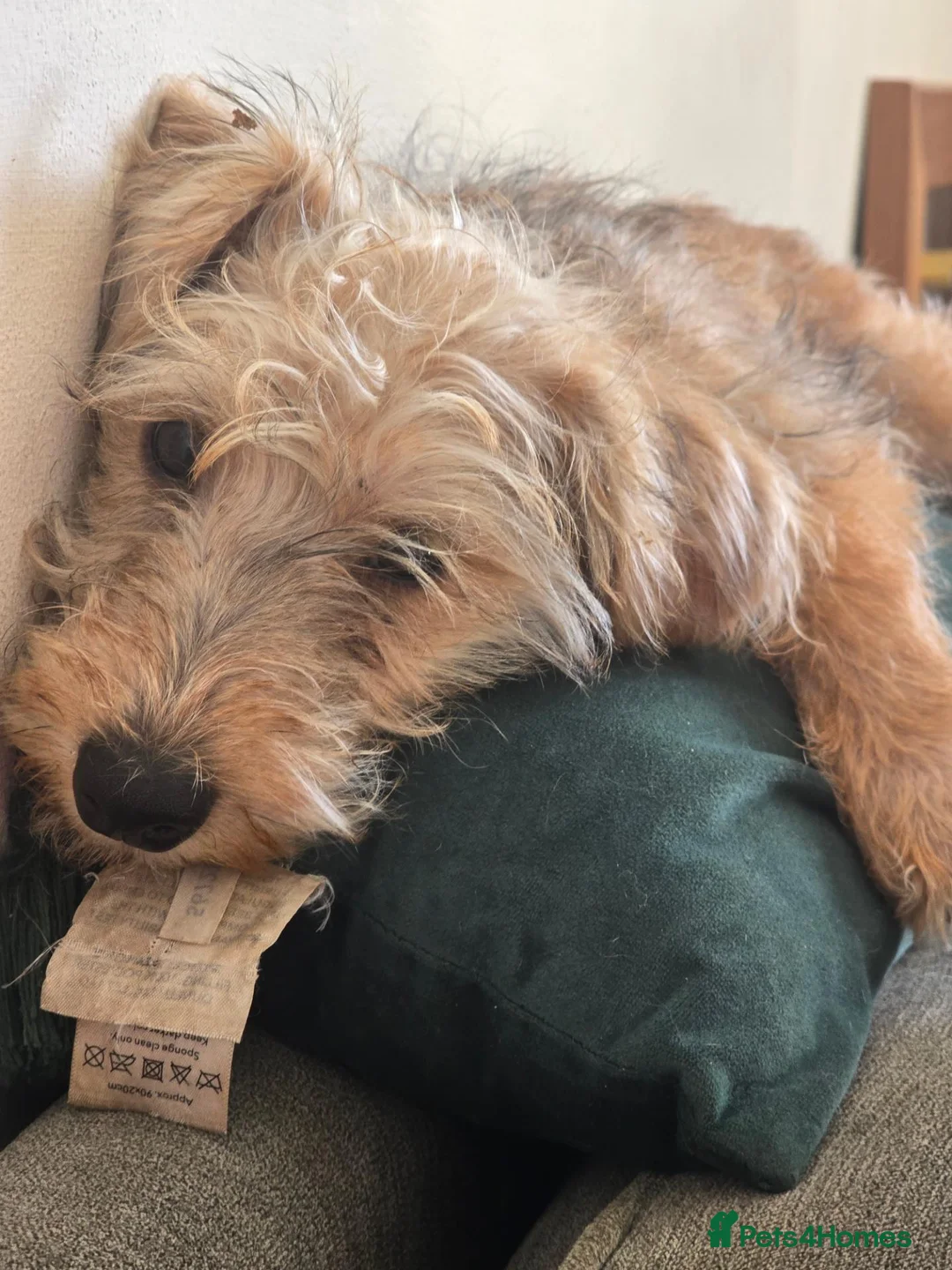 Jackapoo dogs for sale: Jackapoo puppies 🐶  - Advert 2
