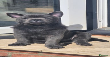 Mixed Breed dogs - Advert 6