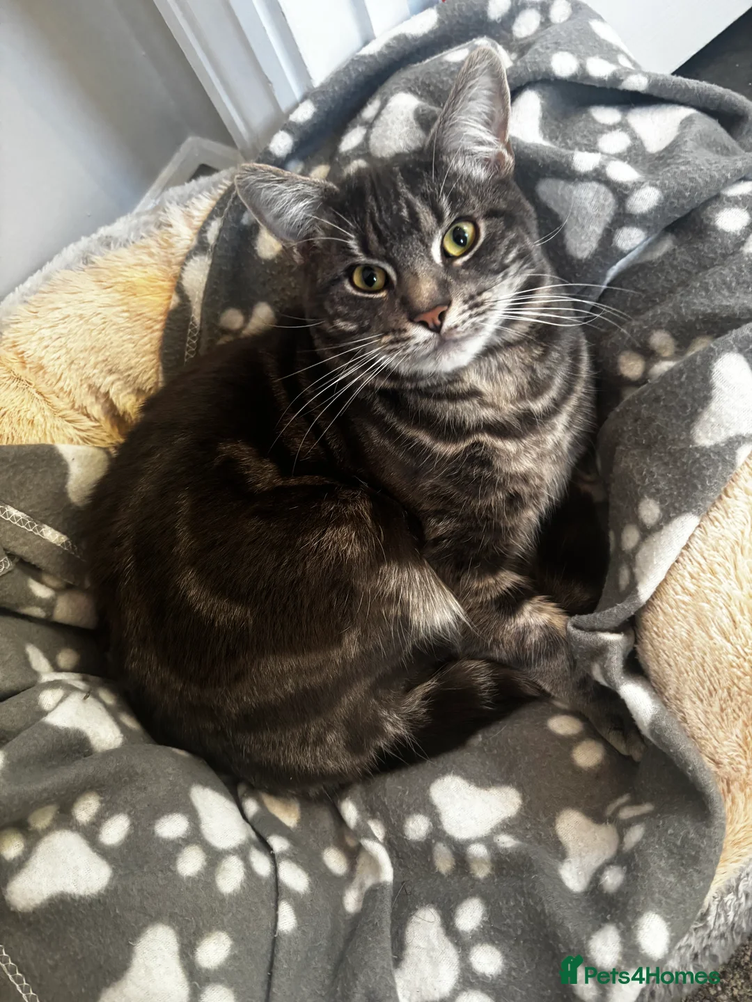 Mixed Breed cats for sale: Grey male Ray - Advert 3
